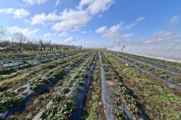 С/х использование, 4,1 га